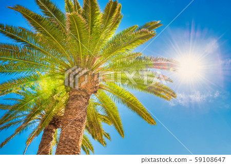Palm trees on blue sky background Palm trees on blue sky background 59108647