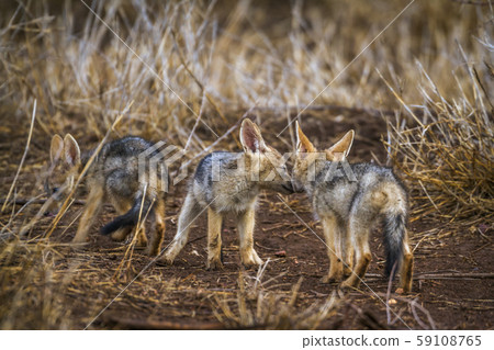 Black-backed jackal in Kruger National park, South 59108765