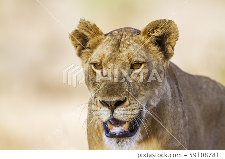 African lion in Kruger National park, South Africa African lion in Kruger National park, South Africa 59108781