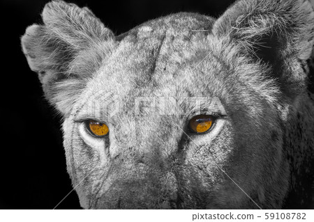 African lion in Kruger National park, South Africa African lion in Kruger National park, South Africa 59108782