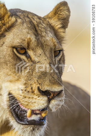 African lion in Kruger National park, South Africa African lion in Kruger National park, South Africa 59108783