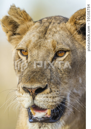 African lion in Kruger National park, South Africa 59108784