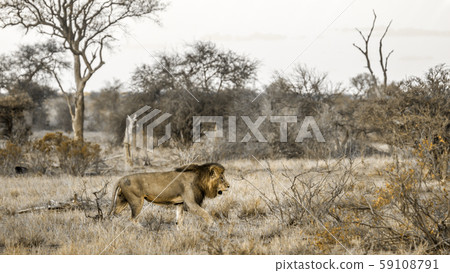 African lion in Kruger National park, South Africa 59108791