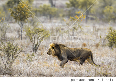 African lion in Kruger National park, South Africa African lion in Kruger National park, South Africa 59108814