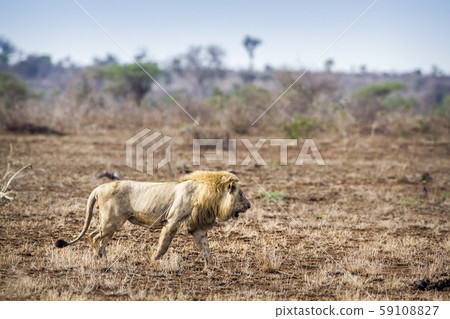 African lion in Kruger National park, South Africa African lion in Kruger National park, South Africa 59108827