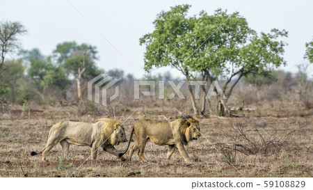 African lion in Kruger National park, South Africa 59108829