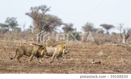 African lion in Kruger National park, South Africa 59108830