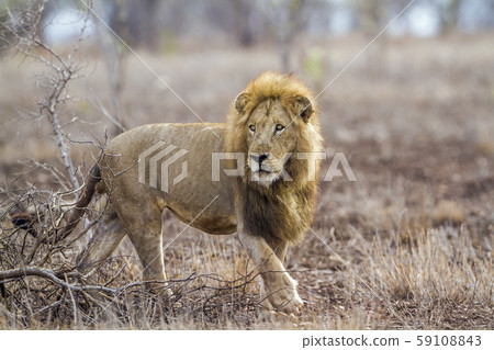 African lion in Kruger National park, South Africa 59108843