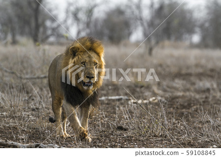 African lion in Kruger National park, South Africa African lion in Kruger National park, South Africa 59108845