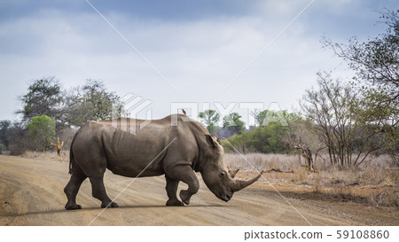 Southern white rhinoceros in Kruger National park, 59108860