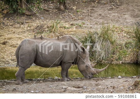 Southern white rhinoceros in Kruger National park, 59108861