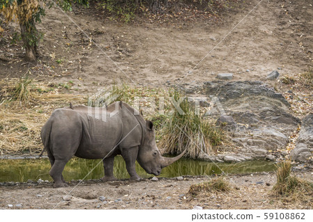 Southern white rhinoceros in Kruger National park, 59108862