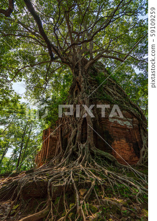 The root is breaks through the temple 59109259