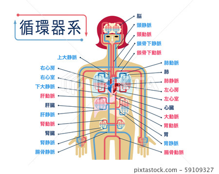 用日語中各部分的名稱簡單說明循環系統 59109327
