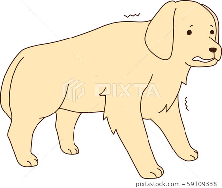 金毛尋回犬 59109338