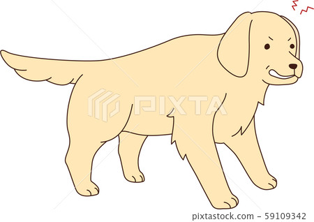 Golden Retriever Golden Retriever 59109342