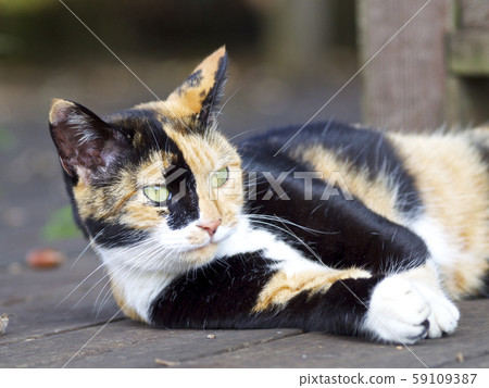 一隻貓 一隻貓 59109387