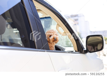 Pet and drive 59110255