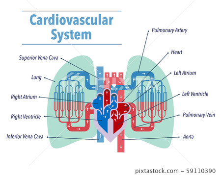 簡單介紹一下以心臟和肺為中心的循環系統,並用英語描述每個部分的名稱 簡單介紹一下以心臟和肺為中心的循環系統,並用英語描述每個部分的名稱 59110390