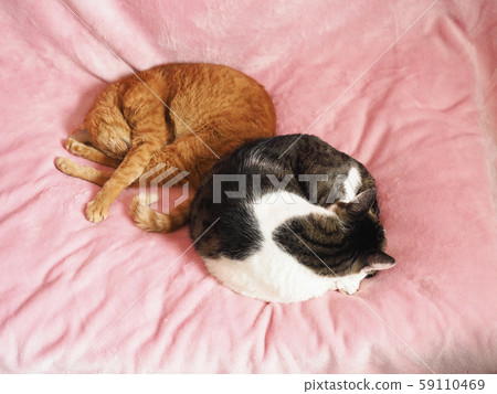 兩隻貓依偎著睡覺 兩隻貓依偎著睡覺 59110469