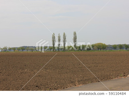 農村楊樹-------------- 59110484