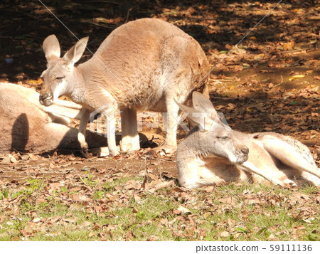 在動物園 59111136