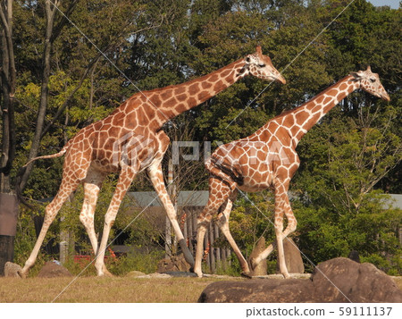 Giraffe walk at the zoo 59111137