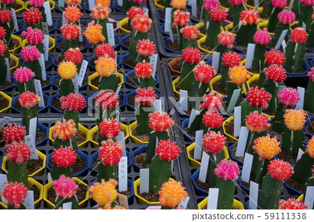 Cactus 59111338