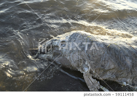 Dolphin carcass, dolphin carcass, carcass, animal, mammal, ocean, Pacific Ocean, environmental issues, nature Dolphin carcass, dolphin carcass, carcass, animal, mammal, ocean, Pacific Ocean, environmental issues, nature 59111458