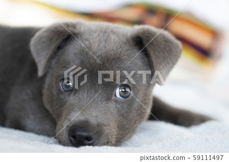 Puppy puppy puppy koinu puppy dog samurai year of the zodiac zodiac retriever labrador Puppy puppy puppy koinu puppy dog samurai year of the zodiac zodiac retriever labrador 59111497