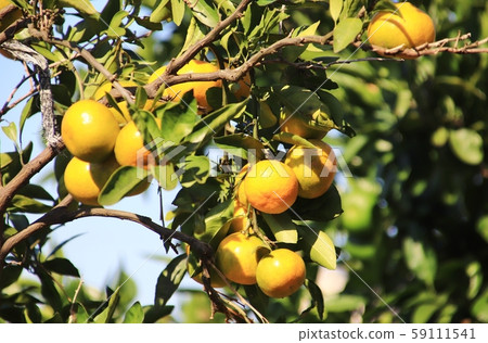 Mandarin orange Mandarin orange 59111541