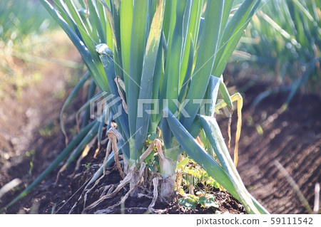 A long onion A long onion 59111542