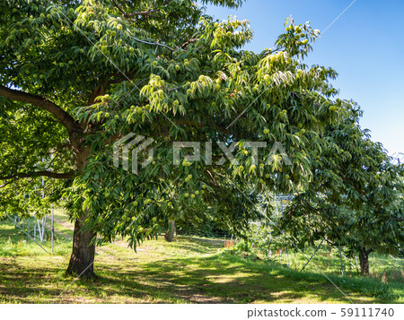 板栗樹秋天的味道 59111740