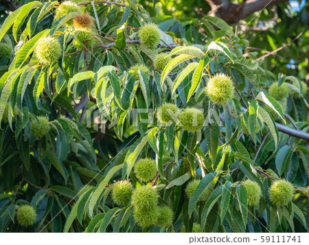 板栗樹秋天的味道 59111741