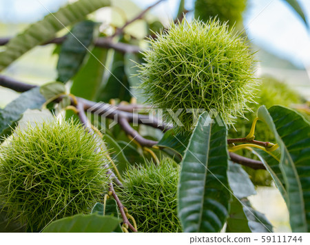 Chestnut tree autumn taste 59111744