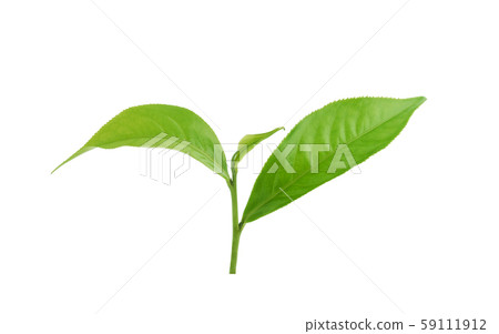 Green tea leaf isolated on white background Green tea leaf isolated on white background 59111912