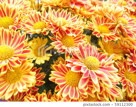 Beautiful bright orange and yellow chrysanthemum flower Beautiful bright orange and yellow chrysanthemum flower 59112300