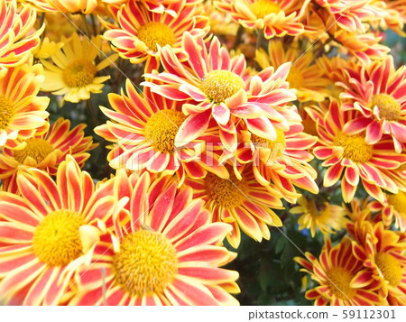 Beautiful bright orange and yellow chrysanthemum flower  59112301