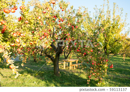 Garden at backyard. Rich harvest concept. Apples 59113137