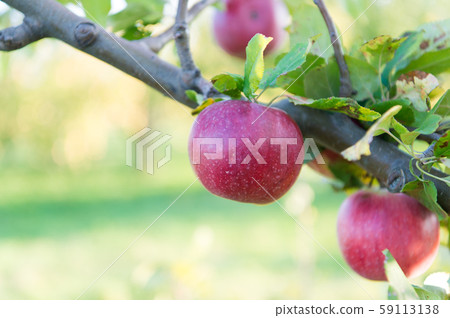 Ripe beauty. Ripe apples dangle on tree. Red 59113138