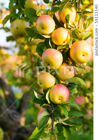 Vitamin for your health. Raw vitamin fruit. Apples 59113140