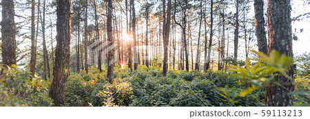 Evening pine forest - Green forest beautiful nature 59113213