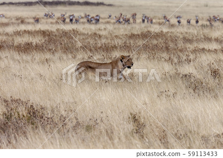 Lioness hunting - Namibia - Africa 59113433