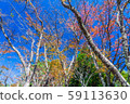 Autumn leaves image 59113630