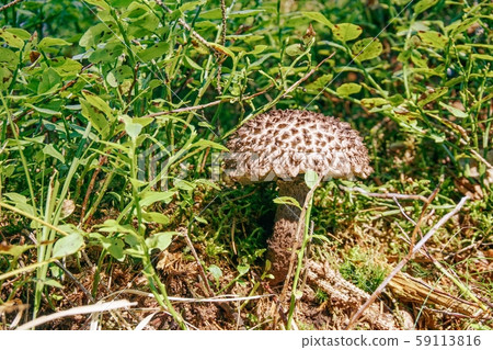 Strobilomyces mushroom is growing in a green grass 59113816