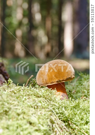 Nice boletus mushroom with pink stem in green moss 59113817