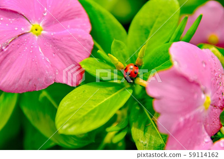 Nana Hoshi Tentou Nana Hoshi Tentou 59114162