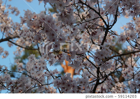 松本城堡和櫻花 松本城堡和櫻花 59114203