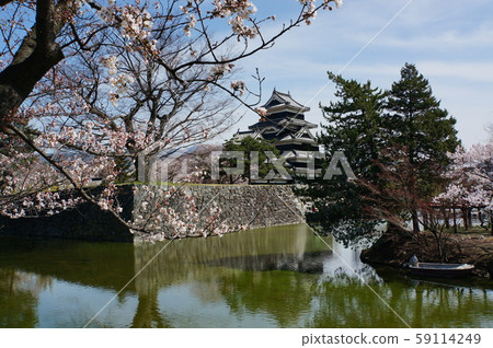 Matsumoto castle and cherry blossoms Matsumoto castle and cherry blossoms 59114249