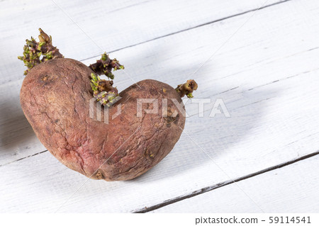 Close-up one non-standard ugly heart-shaped potato in center of white painted wooden table. Waste zero concept. Image with copy space. Close-up one non-standard ugly heart-shaped potato in center of white painted wooden table. Waste zero concept. Image with copy space. 59114541